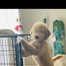 Engery - Goldendoodle
