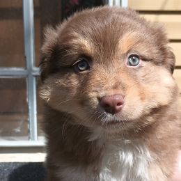 American Bullies and Miniature Australian Shepherds from Barkin' MAAD kennels