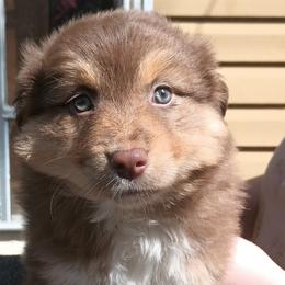 American Bullies and Miniature Australian Shepherds from Barkin' MAAD kennels