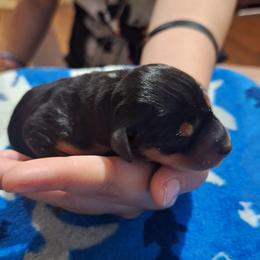 Lizzie Mae - Black and tan female Miniature Pinscher puppy in Grove, Oklahoma from K&J's Min Pins Of Grand Lake