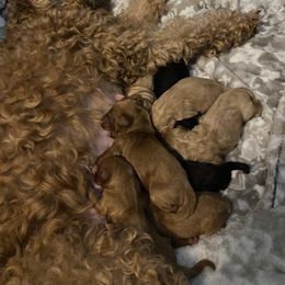 Assorted Doodle Crosses and Goldendoodle Puppies from Meekie Doodle Farm