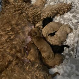 Assorted Doodle Crosses and Goldendoodle Puppies from Meekie Doodle Farm