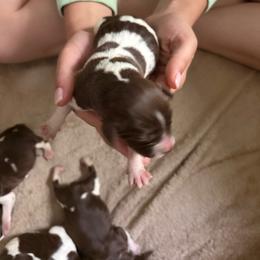 Black - Liver roan male Brittany puppy in Adairsville, Georgia from Rocking L Farms