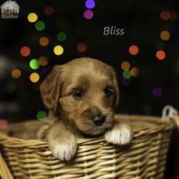 Purple Collar - Apricot female Australian Labradoodle puppy in Cashmere, Washington from Mountain Home Doodles