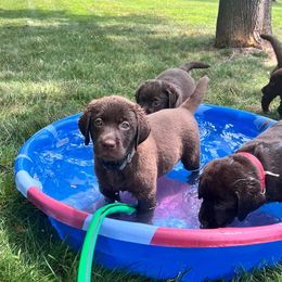 Labrador Retriever Puppies from Rose Gold Retrievers