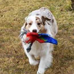Australian Shepherds from Rainyday Australian Shepherds