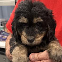 Archie - Phantom male Goldendoodle puppy in Springfield, Pennsylvania from Lesher Goodwin Goldendoodles