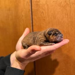 Fireball - Red sable male Chinese Shar-Pei puppy in Auburn, Kansas from Justin's Chinese Shar-Pei