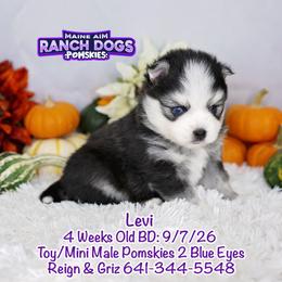 Levi - Black and white male Pomsky puppy in Humeston, Iowa from M.A.R. Dogs