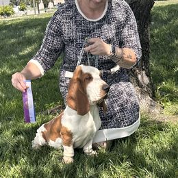 Basset Hound and Golden Retriever All Grown Up from Storm Chasers- Golden Retrievers & Basset Hounds