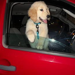 Boy 2 - Golden male Golden Retriever puppy in Murfreesboro, Tennessee from ATW Retrievers