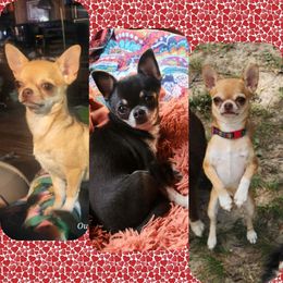 Chihuahua puppies from OutLaw Chihuahua's