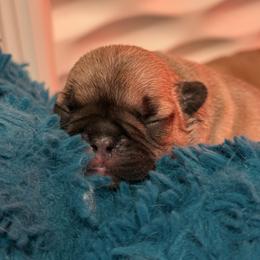 Noelle - Fawn female French Bulldog puppy in Kalispell, Montana from Grace & Grit Frenchies