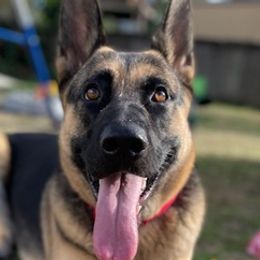 Australian Shepherds and German Shepherds from All the Shepherds, LLC