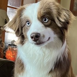 Ginger - Miniature Australian Shepherd