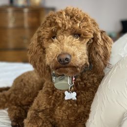 Lilly - Poodle