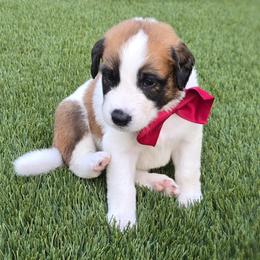Boy 3 - male Saint Berdoodle puppy in Menifee, California from Royal Saint Bernards