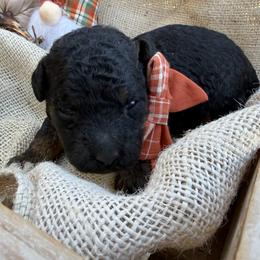 Eevee - Black female Bordoodle puppy in Canfield, Ohio from Poo's Doo's & Inu's