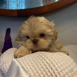 Freddie - Cream and white male Shih Tzu puppy in Covington, Georgia from Top Hats 2  Shih Tzu’s