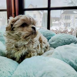 Freddy - Cream and white male Shih Tzu puppy in Kane, Pennsylvania from Pumpkin Patch Imperial Shih Tzus