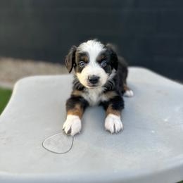 Colt - Black tri male Miniature Australian Shepherd puppy in Queen Creek, Arizona from Arizona Aussies