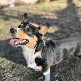Poppy - Pembroke Welsh Corgi