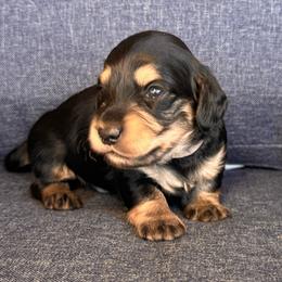 Milo - grey collar - Black and cream male Dachshund puppy in North Auburn, California from Northern Doxie