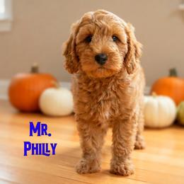 Mr. Philly - Red  male Goldendoodle puppy in Sacramento, California from Dandy Doodles Goldendoodles