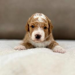 Acorn boy - Apricot male Goldendoodle puppy in Rio Linda, California from Plush Doodles