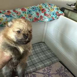 Pomeranian Puppies from Lori’s Precious Poms