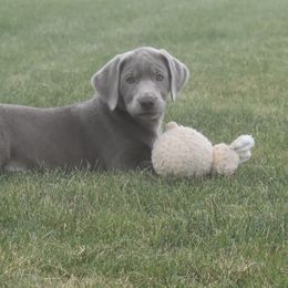 Dilute Retriever Puppies from Royalty Retrievers