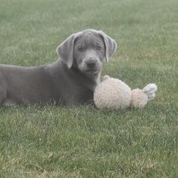 Dilute Retriever Puppies from Royalty Retrievers