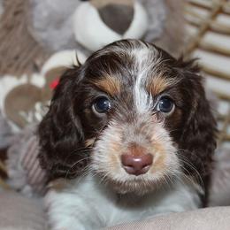 Girl 1 - Chocolate and tan female Dachshund puppy in Craig, Colorado from Rocky Mountain Shih Tzus and Dry Creek Miniature Dachshunds