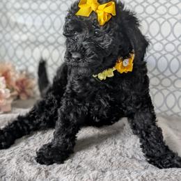 Yellow Girl - Black female Goldendoodle puppy in Rockledge, Florida from Stormie's Doodles
