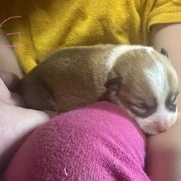 Elsa's sable girl 2 - Sable female Pembroke Welsh Corgi puppy in Clinton, Tennessee from High Hopes Farm