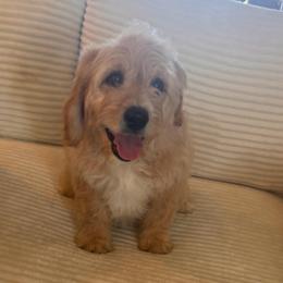 Chief - Cream male Cavapoo puppy in Payson, Utah from Country Sky Doodles
