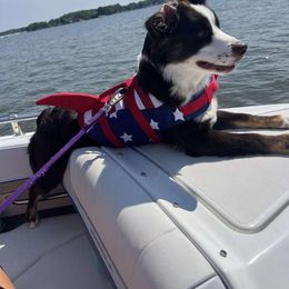 Miniature Australian Shepherd Puppies from Yarborough Kennels