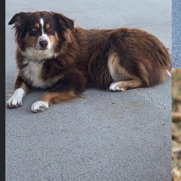 Gurdy - Miniature American Shepherd