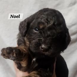 Noel - Brown and white female Aussiedoodle puppy in Powder Springs, Georgia from My Classy Doodles