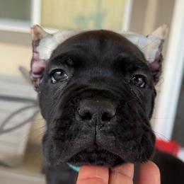 Teal - Black female Cane Corso puppy in Homeland, California from Dal Deserto Cane Corso