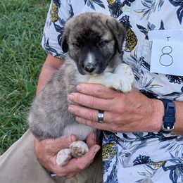 8 - Girl - Brown female Anatolian Pyrenees puppy in Marysville, Ohio from Brotherton Family Farms