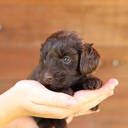 Orange - Chocolate female Australian Labradoodle puppy in Williamstown, New York from Lewis Manor Labradoodles