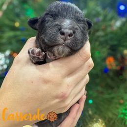 Casserole (green) - Black tri-color male Australian Shepherd puppy in Falmouth, Kentucky from Queen City Farm