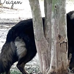 Wülfe - German Shepherd