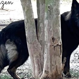 Wülfe - German Shepherd