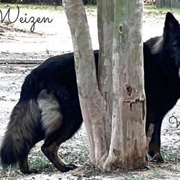 Wülfe - German Shepherd