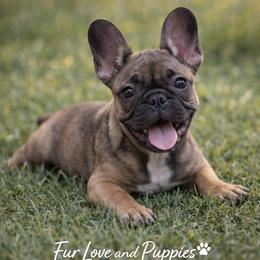 January - Fawn female French Bulldog puppy in Lakeland, Florida from Fur Love And Puppies