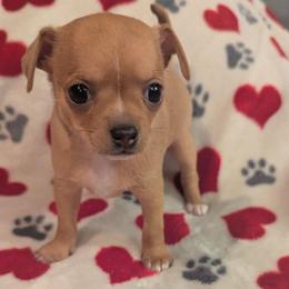 Ron - Black and tan male Chihuahua puppy in Topeka, Kansas from Barbie's Baby Chihuahuas