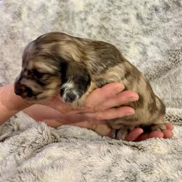 Tilly - Dapple female Dachshund puppy in Johnstown, Pennsylvania from Boyer’s Dachshunds