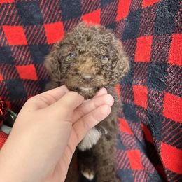 Vixen - Chocolate male Cavapoo puppy in Austin, Texas from Doodles of Central Texas
